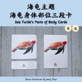 Sea Turtle Body Parts Montessori Three-Part Cards EN/CN 蒙氏