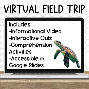 turtle hospital virtual field trip