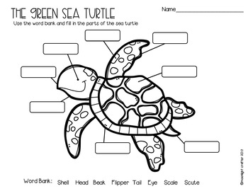 Sea Turtle Life Cycle Emergent Readers and Activiites | TpT