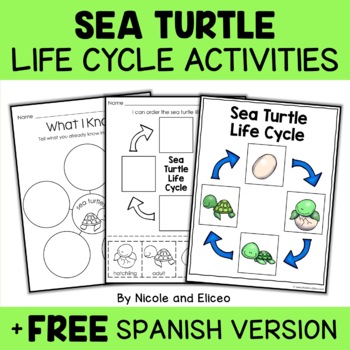 Preview of Sea Turtle Life Cycle Activities + FREE Spanish