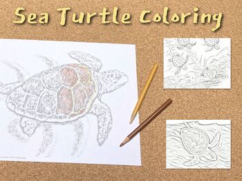 https://ecdn.teacherspayteachers.com/thumbitem/Sea-Turtle-Life-Cycle-Bundle-3708050-1657569591/original-3708050-4.jpg