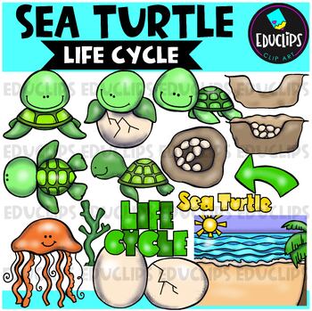 Preview of Sea Turtle Life Cycle Clip Art Set {Educlips Clipart}