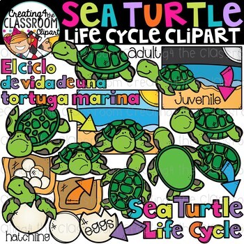 Preview of Sea Turtle Life Cycle Clipart {Life Cycle Clipart}