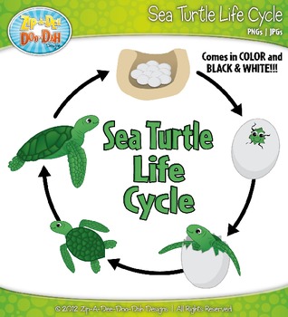 Sea Turtle Life Cycle Clipart Zip-A-Dee-Doo-Dah Designs | TpT