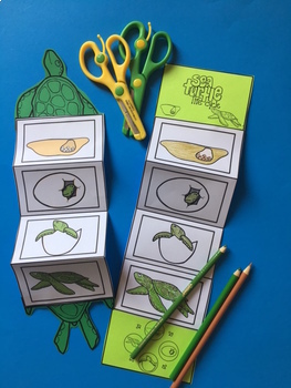 Sea Turtle Life Cycle Craft by Preschool Printable | TpT