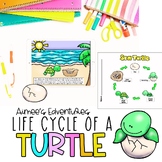 Sea Turtle Life Cycle | Fun Science Activities
