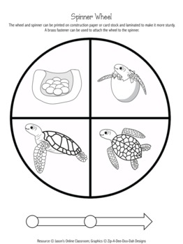 Life Cycle of a Sea Turtle Dollar Deals by Jason's Online Classroom