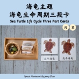 Sea Turtle Life Cycle Montessori Three-Part Cards EN/CN 蒙氏