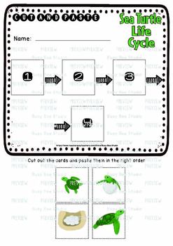 Sea Turtle Life Cycle Worksheets | Cut and Paste by Busy Bee Studio