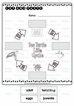 Sea Turtle Life Cycle Worksheets | Cut and Paste by Busy Bee Studio