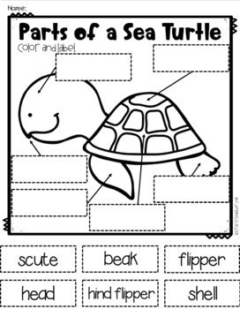 Sea Turtles Report Guide and Craft by Natasha's Crafts - Crafty Teacher ...