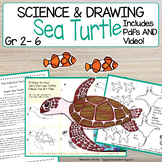 Sea Turtle Reptile Directed Drawing | Classification | How