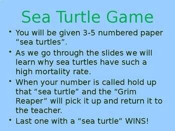 Preview of Sea Turtle Survival Game