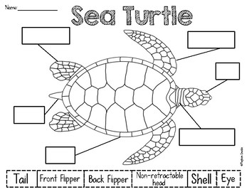 Sea Turtle Unit by Meghan Snable | Teachers Pay Teachers