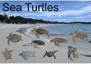 Preview of Sea Turtle Unit Study