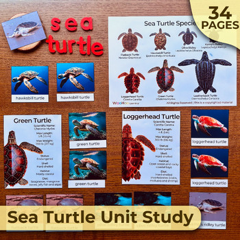 Preview of Sea Turtle Unit Study, All About Sea Turtles, Sea Turtle Nature Study