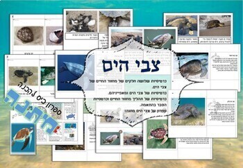 Preview of Sea Turtle in Hebrew