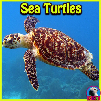 Preview of Sea Turtles - PowerPoint & Activities