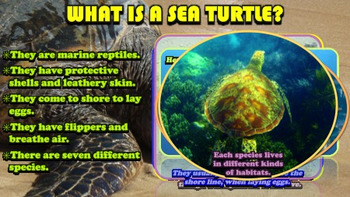 Sea Turtles - PowerPoint & Activities by Ryan Nygren - RKN | TpT