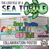 Sea Turtle Life Cycle Activity: Collaborative Research Poster