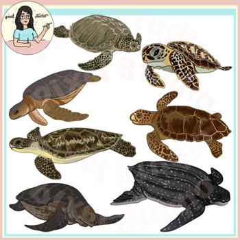 Preview of Sea Turtles - All seven species