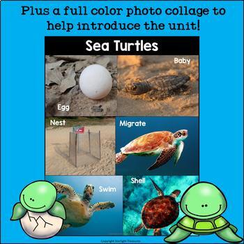 Sea Turtle Book for Kids Brings Awareness and Heart - 30A