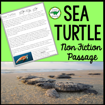 Sea Turtle Facts – Kids Non Fiction Book (Ages 9-12) – clouducated