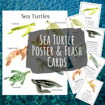 Preview of Sea Turtles Poster and Flash Cards