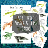 Sea Turtles Poster and Flash Cards