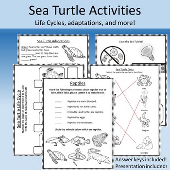 Preview of Sea Turtles and Reptiles- Life Cycles, Adaptations, and Classification