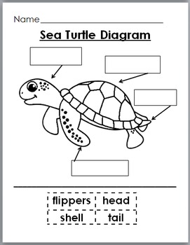 STEM:Sea Turtles and Seashore Birds Science, Literacy, and Crafts ...