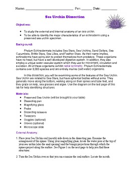 Sea Urchin dissection by BioDiva | Teachers Pay Teachers