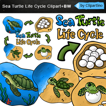 Preview of Sea turtle Life Cycle Clip Art Bundle /Commercial use
