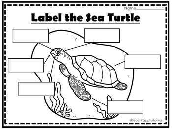 Sea turtles Writing Activity with Informative Prompt & Graphic Organizers