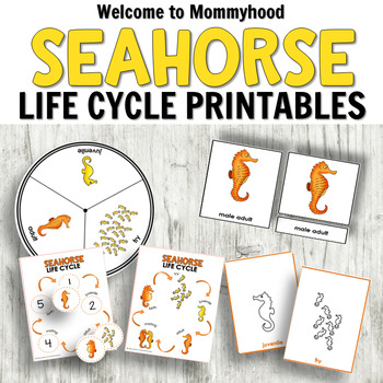 Preview of Seahorse Life Cycle Activities for Preschool Ocean Theme