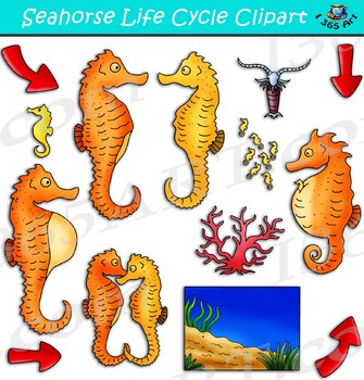 Preview of Seahorse Life Cycle Clipart