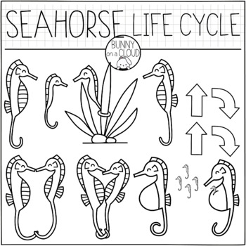 Seahorse Life Cycle Clipart by Bunny On A Cloud by Bunny On A Cloud