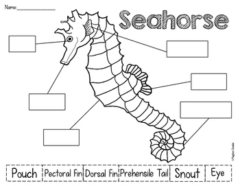 Seahorses Unit by Meghan Snable | Teachers Pay Teachers