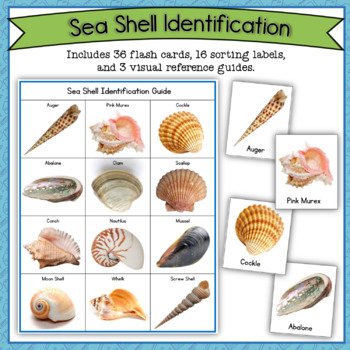 Preview of Seashell Identification Cards