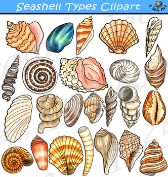 Preview of Seashell Types Clipart