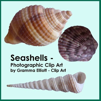 Preview of Seashells - Photographic Clip Art - Realistic