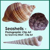 Seashells - Photographic Clip Art - Realistic