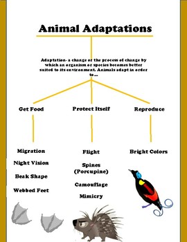 Animal Adaptation Posters Teaching Resources | TPT