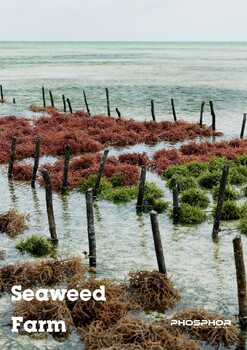 Preview of Seaweed Farm