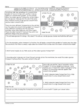 Active Transport Worksheets Answers