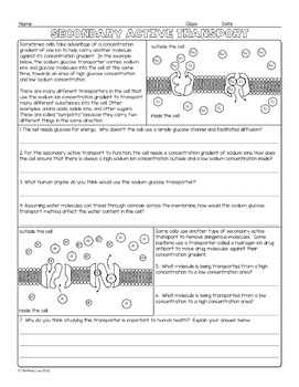 Secondary Active Transport Biology Homework Worksheet By Science With Mrs Lau