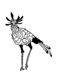 Secretary Bird - Wild Life Colouring Page