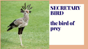 Preview of Secretary bird- The Raptor