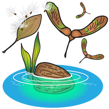 Seed Dispersal Cartoon
