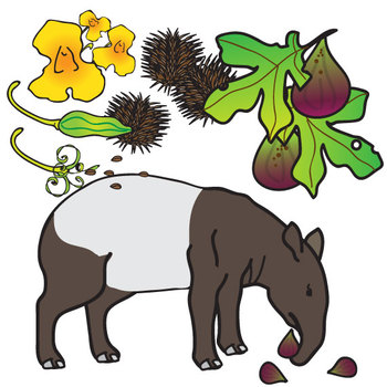 seed dispersal by animals clipart png